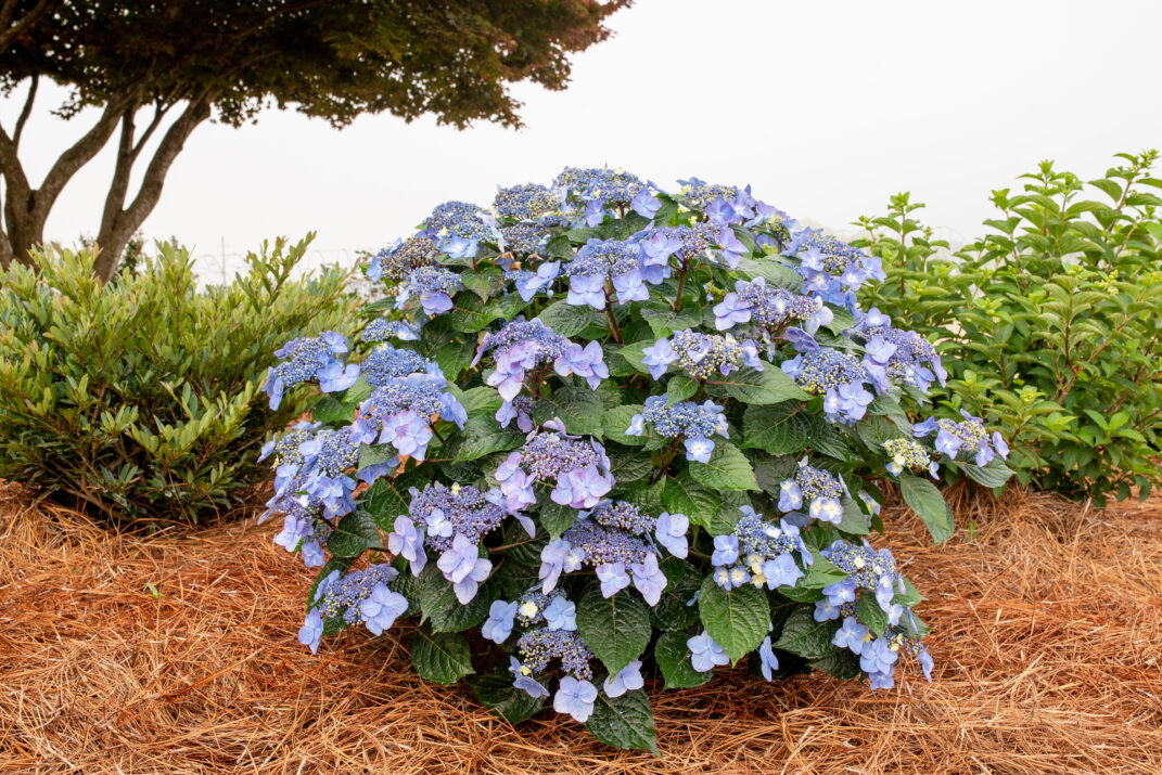 Hydrangea Macrophylla – Pop Star® – #3 Container